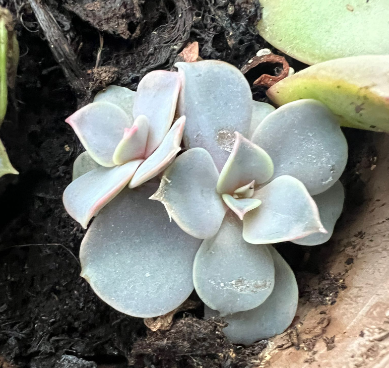 How to Propagate Echeveria Succulents from Leaves: Step By Step Guide