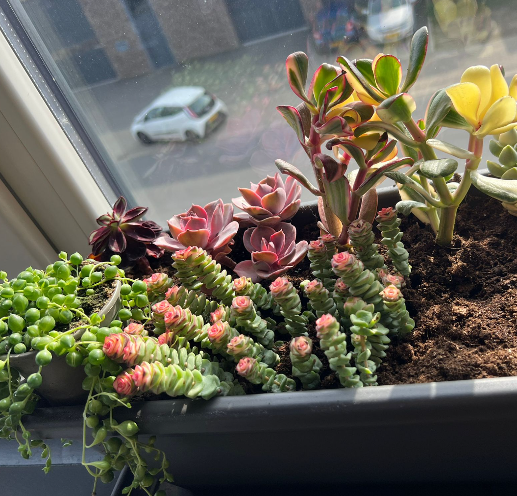 Ultimate Guide to Indoor Succulent Care: Ensure Your Plants Thrive