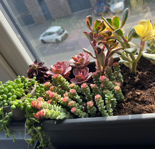 Ultimate Guide to Indoor Succulent Care: Ensure Your Plants Thrive