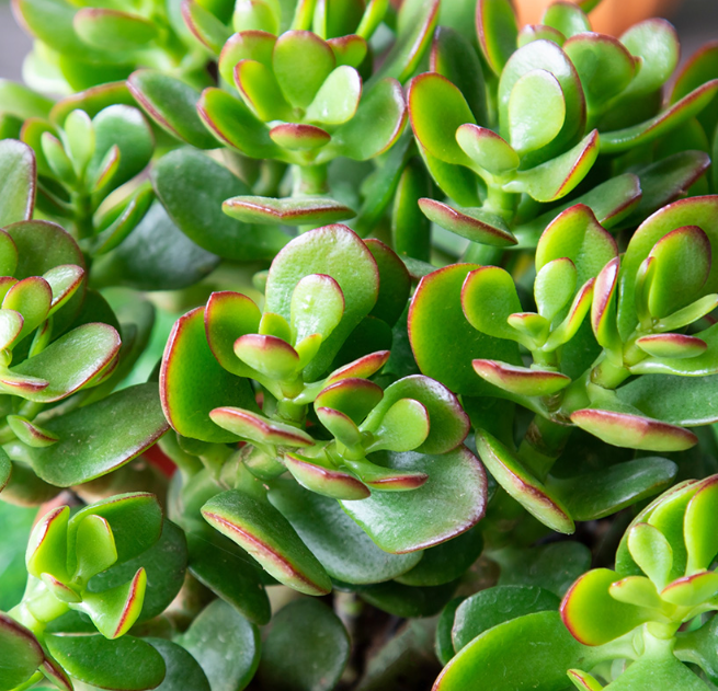 How to Propagate Jade Plants: A Complete Guide for Beginners