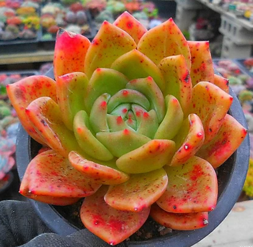 Mastering the Art of Watering Succulents: Essential Tips for Healthy Plants