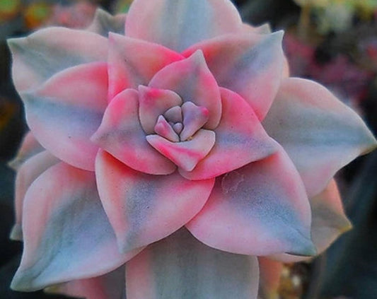 Graptopetalum Purple Delight 2