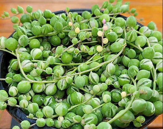 Senecio Rowleyanus - String Of Pearls - Cuttings