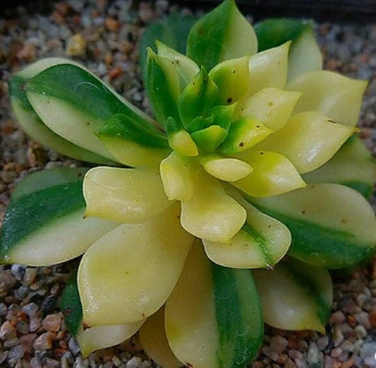 Echeveria Agavoides Jade Point - beautiful succulent - propagation leaf