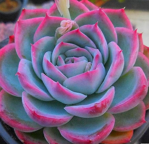 Echeveria Silhouette - beautiful succulent - propagation leaf