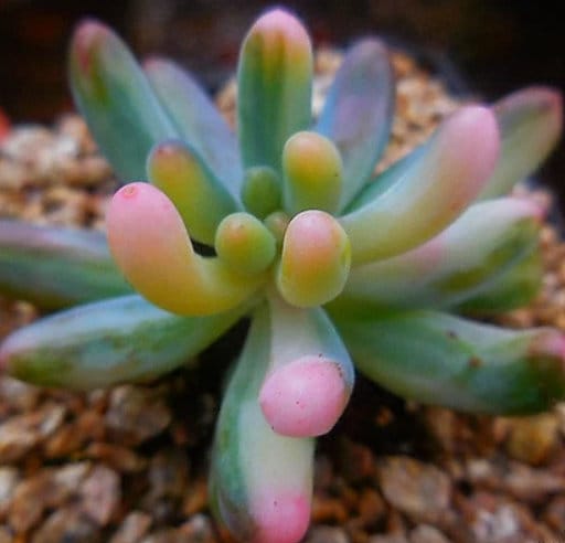 Sedum Pachphyllum - beautiful succulent - propagation leaf