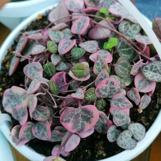 Senecio MIX of 5 - String of ... Mix - String of Hearts Variegated - String of Pearls - String of Turtles - String of Cuttings