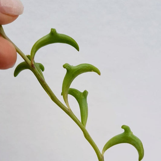 Senecio Peregrinus - String of Dolphins - Cuttings