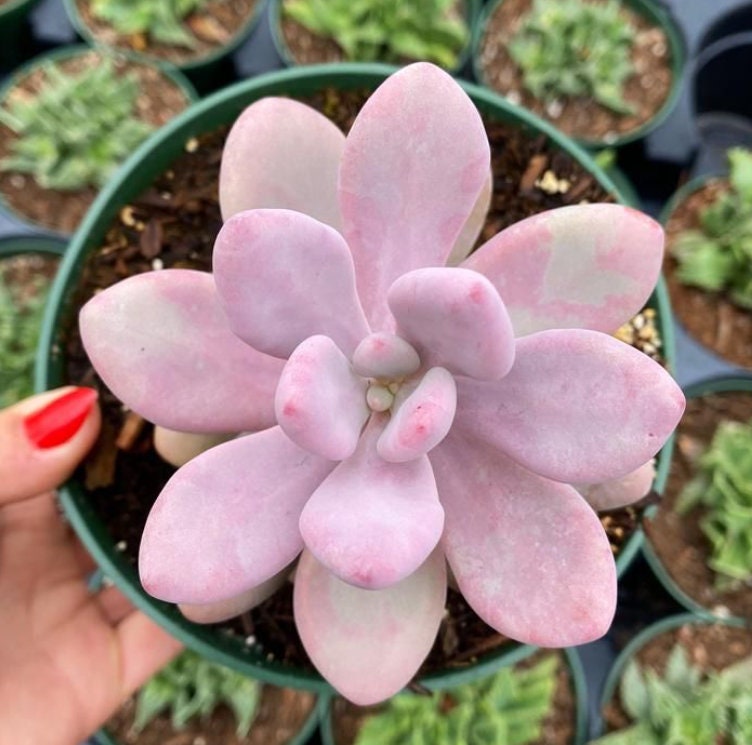 Pachyveria Oviferum Roseum - Pink moonstones - beautiful succulent - propagation leaf