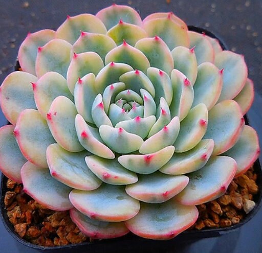 Echeveria Minima - beautiful succulent - propagation leaf