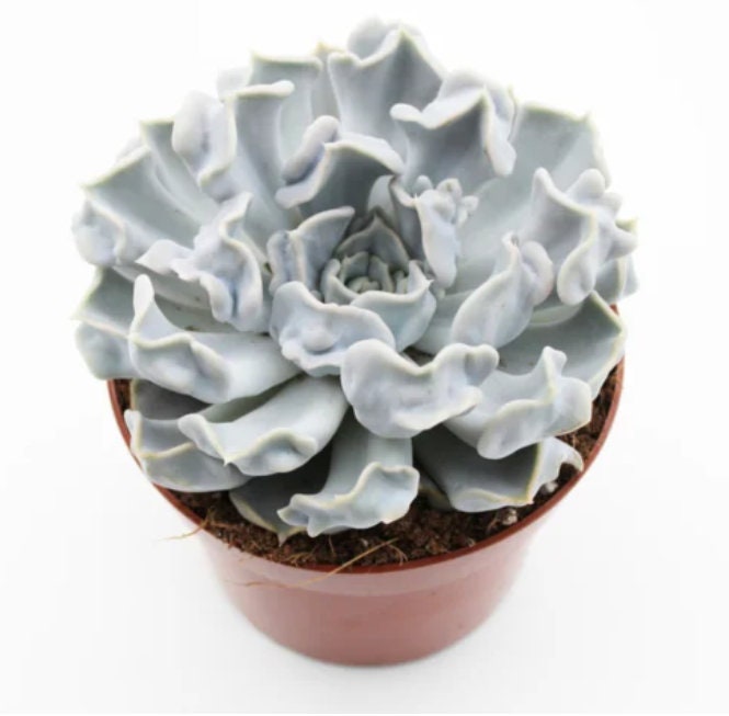 Echeveria Lilacina cv. Thriller Pearl - beautiful succulent - propagation leaf