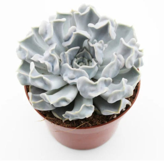 Echeveria Lilacina cv. Thriller Pearl - beautiful succulent - propagation leaf