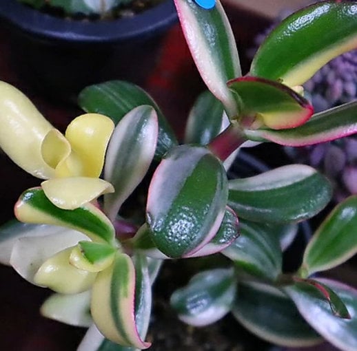 Crassula Argentea Variegata - Rare Succulent - Beautiful Succulent - Cuttings