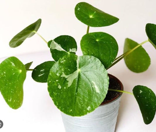 Variegated Pilea Peperomia - beautiful succulent - propagation leaf - cuttings