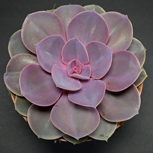 Echeveria Purple Pearl - beautiful succulent - propagation leaf