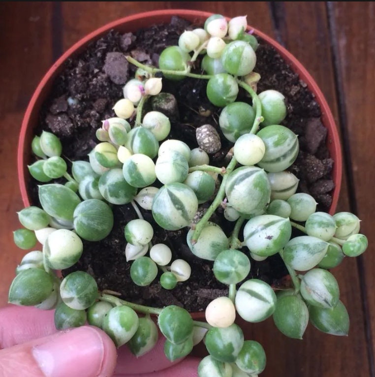 Senecio Rowleyanus Variegated - String Of Pearls - Cuttings