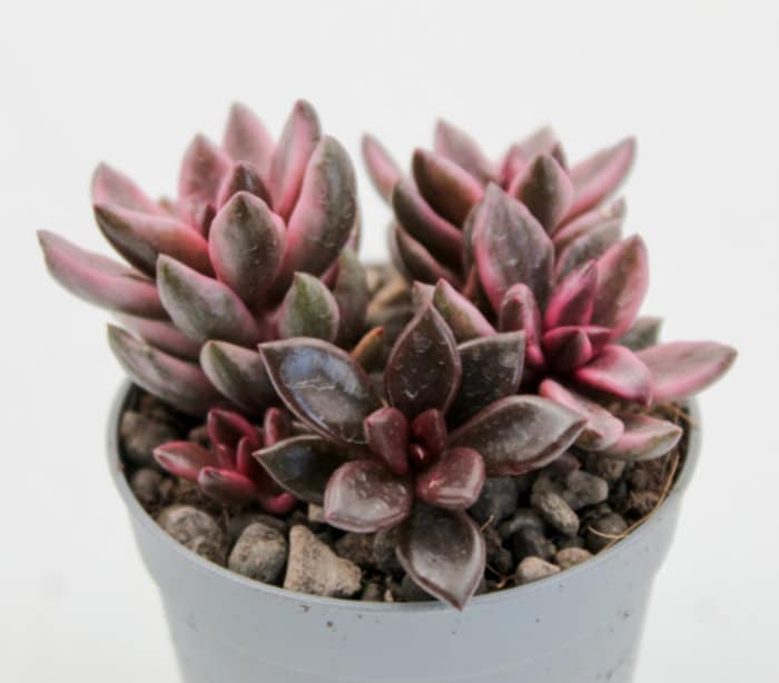 Graptopetalum Chocolate and Strawberries - beautiful succulent - propagation leaf