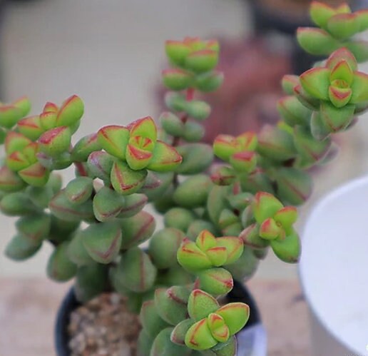 Crassula Brevifolia - Beautiful Succulent - Rare Succulent - Cuttings