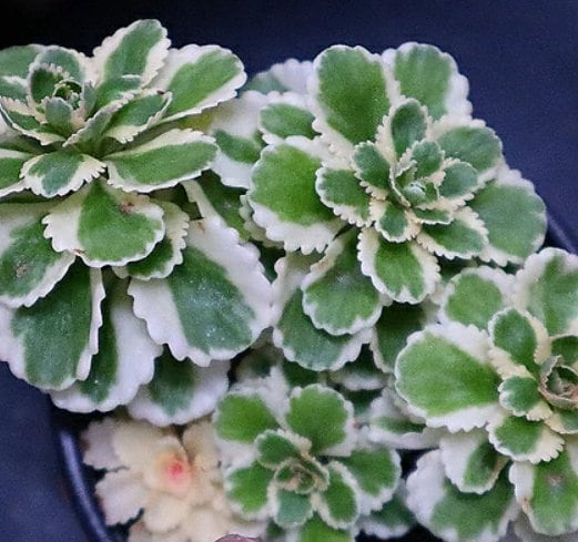 Sedum Takesimense Atlantis - Beautiful Succulent - Rare Succulent - Cuttings