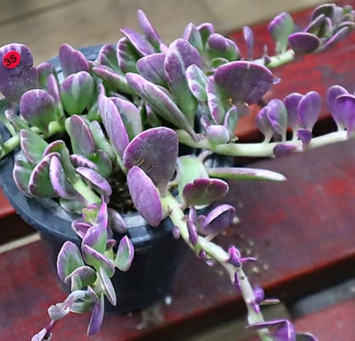 Senecio Jacobsenii - Beautiful Succulent - Rare Succulent - Cuttings