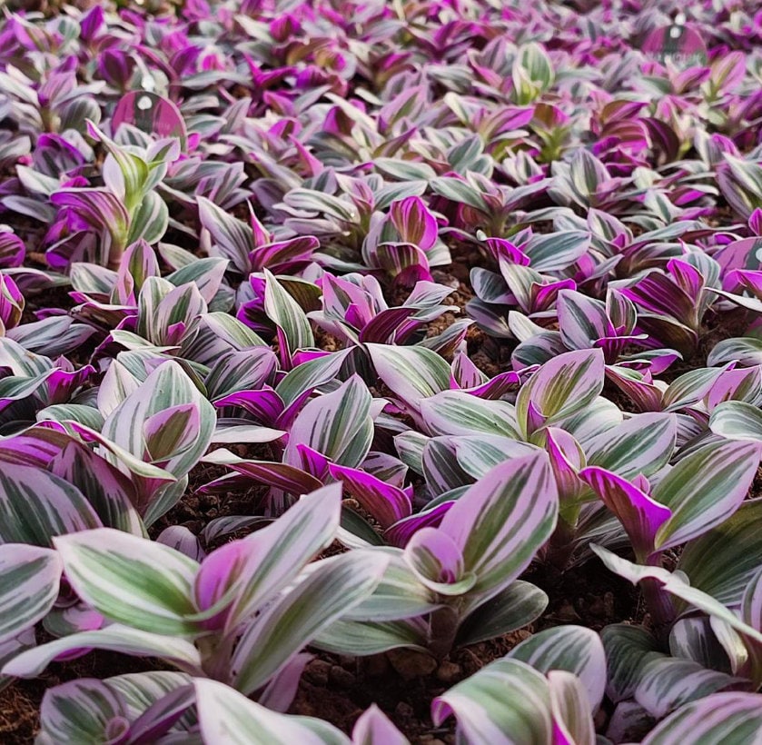 Tradescantia Albiflora Nanouk - beautiful plant - rare plant - pink, white and green plant