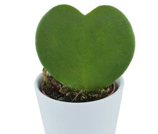 Hoya Kerrii - heart plant - succulent plant in the shape of a heart - 1 Leaf with node