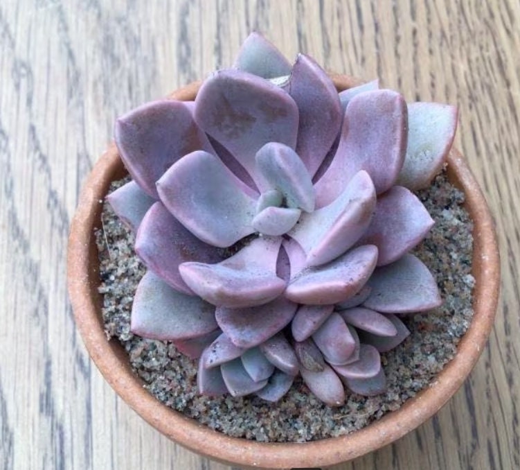 Graptoveria Debbie - beautiful succulent - propagation leaf