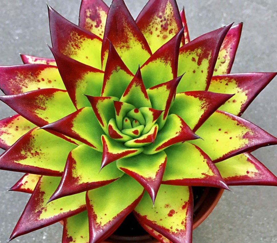 Echeveria Agavoides Red Edge - Echeveria Lipstick - beautiful succulent - propagation leaf