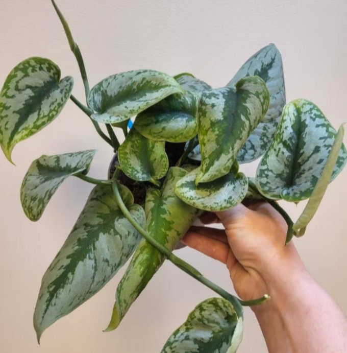 Scindapsus Tricolor - Rare Plant - Beautiful Plant - Cuttings