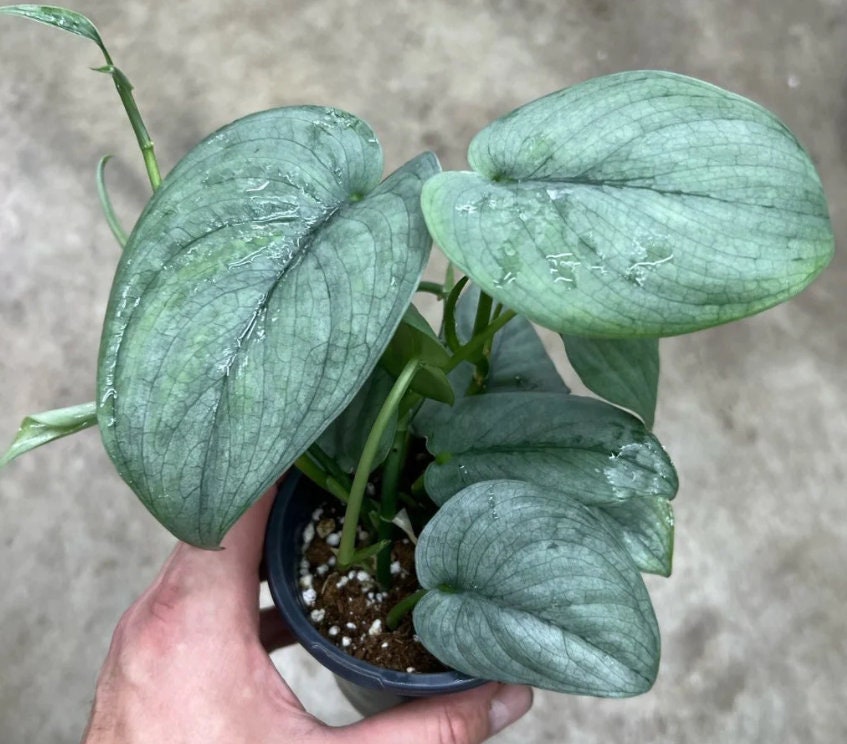 Scindapsus Silver Hero - Rare Plant - Beautiful Plant - Cuttings