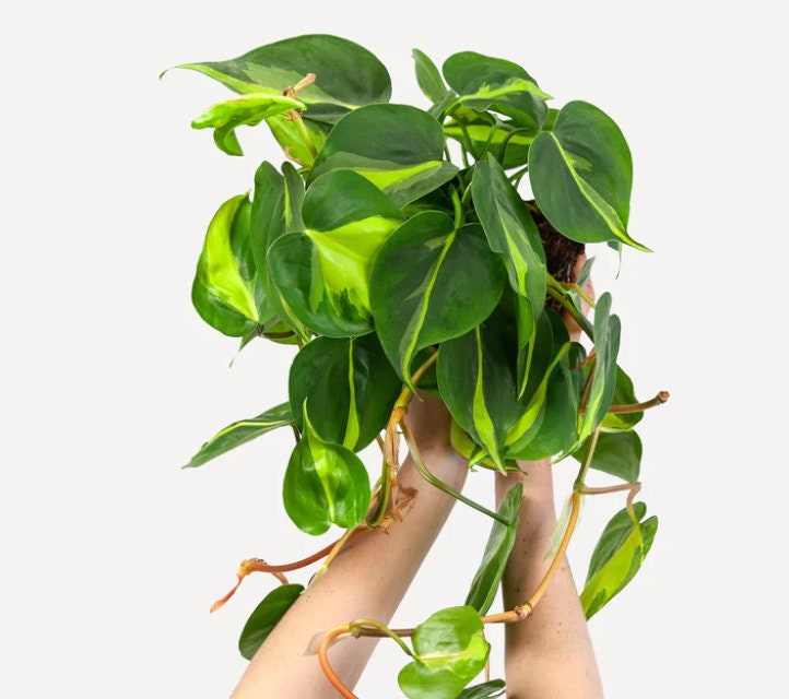 Philodendron Scandens Brasil - Rare Plant - Beautiful Plant - Cuttings