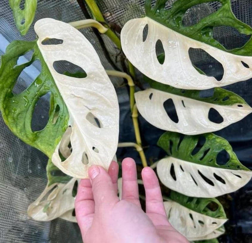 Monstera Adansonii Albo Variegated - Variegated Monstera - Rare Plants - Monstera Cuttings - Propagation Nodes