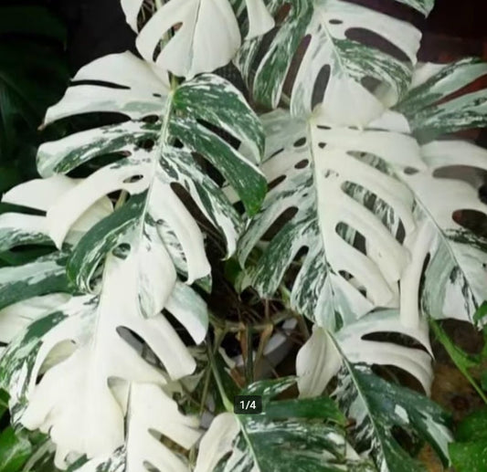 Monstera Deliciosa Albo Variegated - Variegated Monstera - Rare Plants - Monstera Cuttings - Propagation Nodes