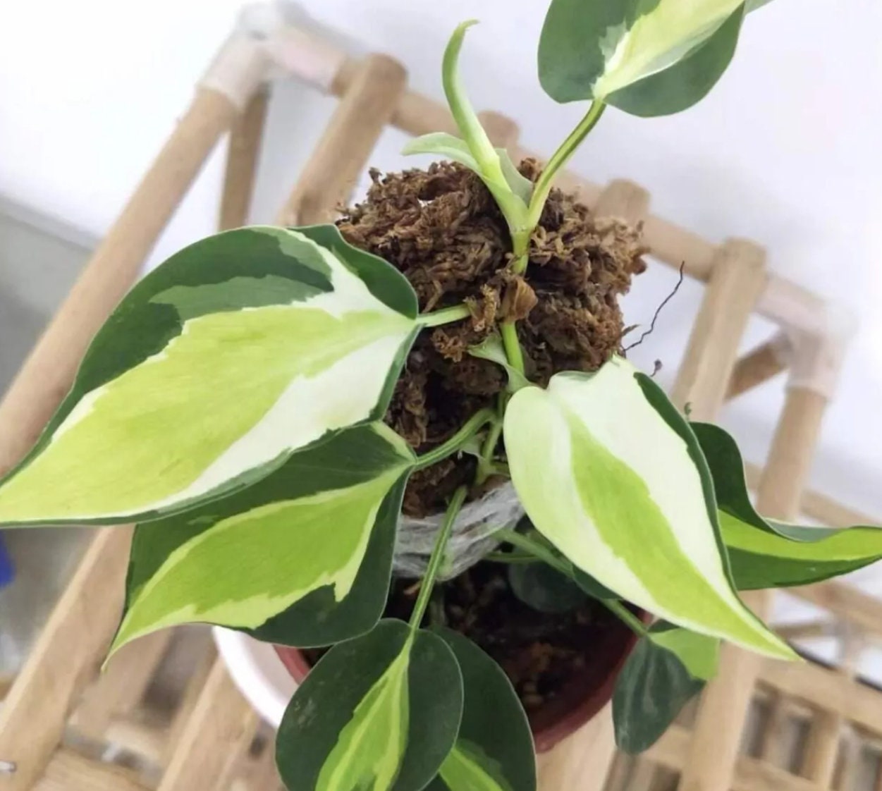 Philodendron Cream Splash - Rare Plant - Beautiful Plant - Cuttings