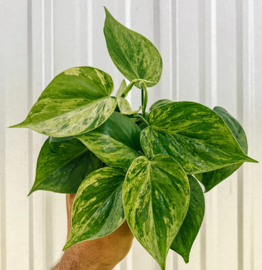 Philodendron Hederaceum Variegata - Rare Plant - Beautiful Plant - Cuttings