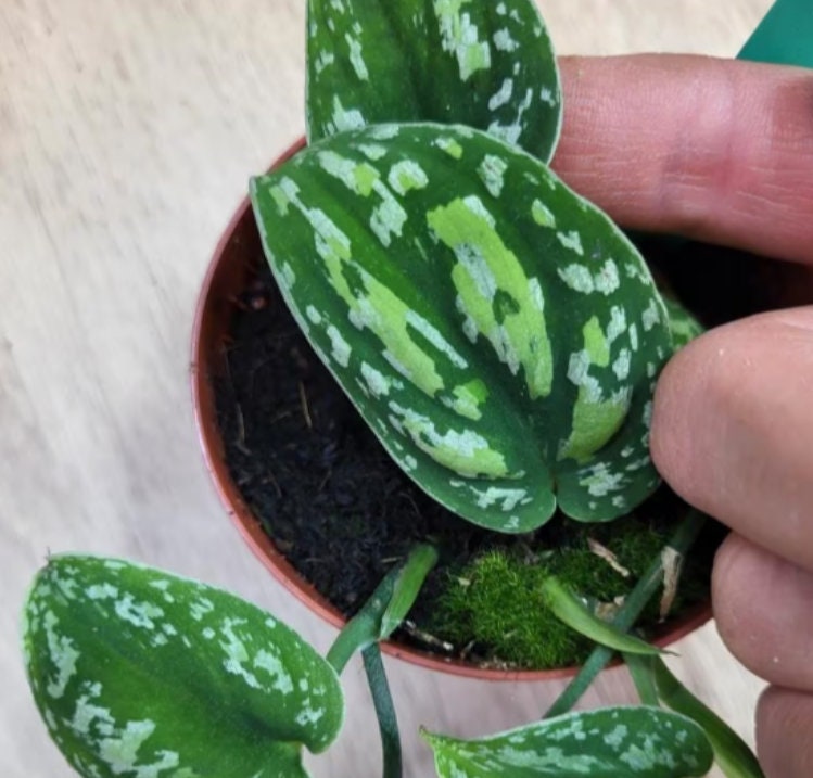 Scindapsus NoID Tricolor - Rare Plant - Beautiful Plant - Cuttings