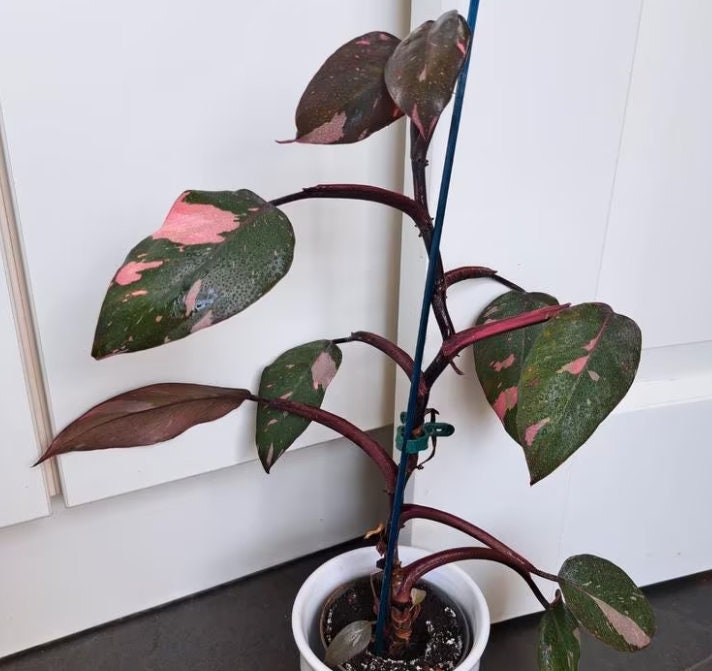 Philodendron Pink Princess - Rare Plant - Beautiful Plant - Cuttings