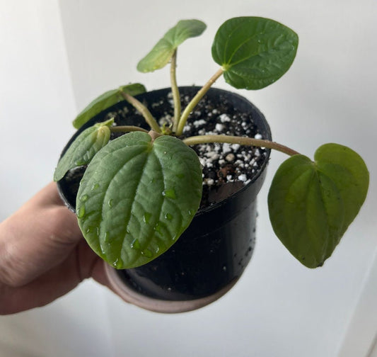 Peperomia Rana Verde - beautiful succulent - propagation leaf - cuttings