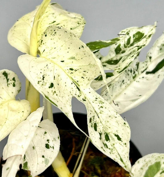 Epipremnum Pinnatum Marble Variegata - Rare Plant - Beautiful Plant - Cuttings