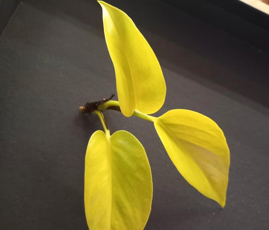 Scindapsus Neon Pothos - Rare Plant - Beautiful Plant - Cuttings