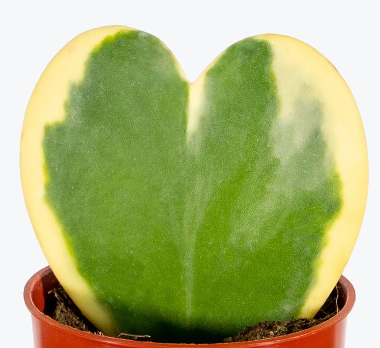 Hoya Kerrii Variegata - heart plant - succulent plant in the shape of a heart - 1 Leaf with node