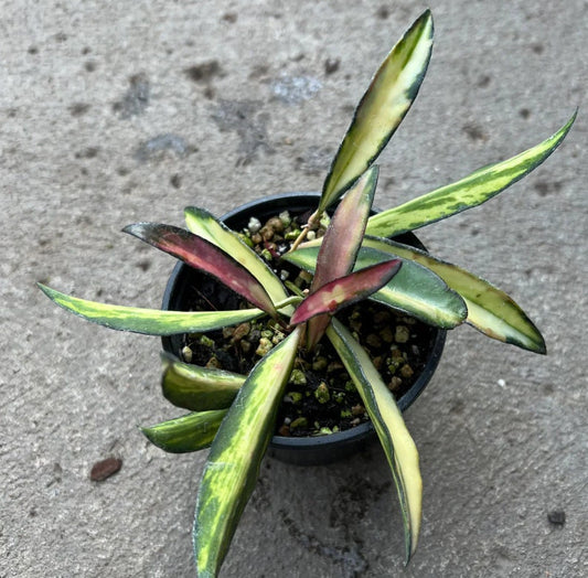 Hoya Wayetti Variegata - succulent plant - 1 Leaf with node