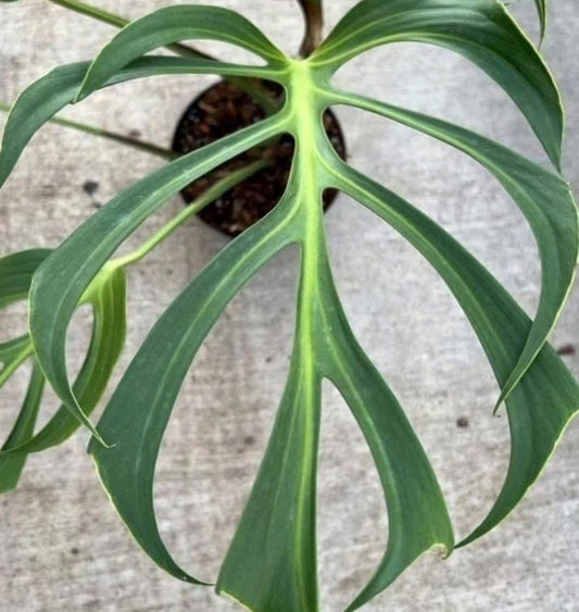 Monstera Burle Marx Flame - Rare Monstera - Rare Plants - Monstera Cuttings - Propagation Nodes