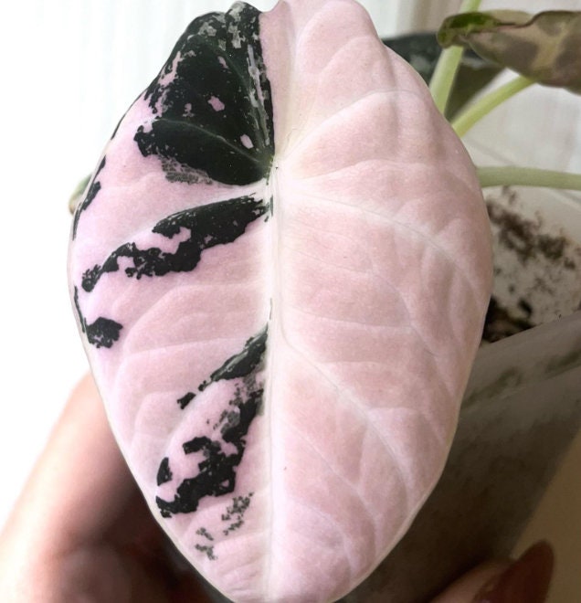 Alocasia Black Velvet Pink variegata - Rare Plant - Bulbs