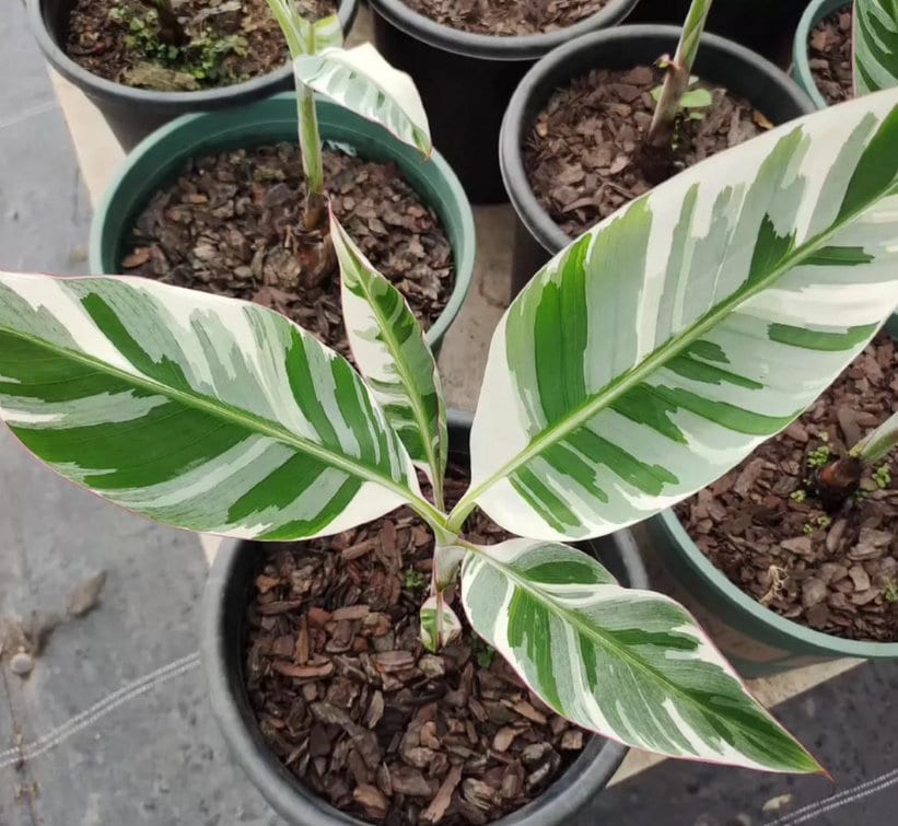 Musa Florida Variegata - Variegated Banana Plant - Rare Plant