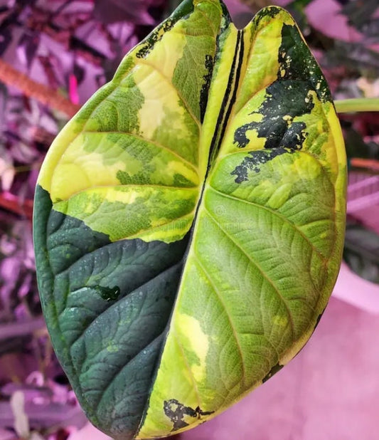 Alocasia Dragon Scale Variegata - Rare Plant - Beautiful Plant