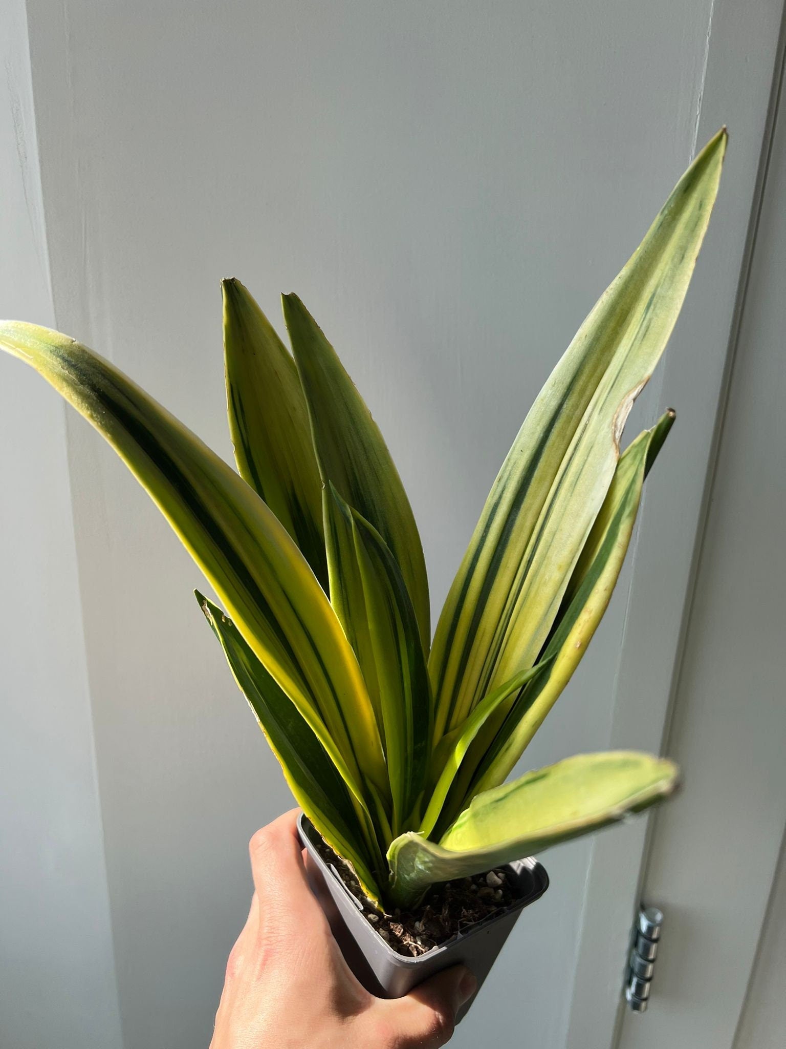 Sanseveria Golden Flame - Succulent plant - Variegated Plant