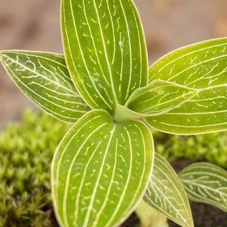 Jewel Orchid Macodes Jade - Rare Plant - Beautiful Plant - Cuttings