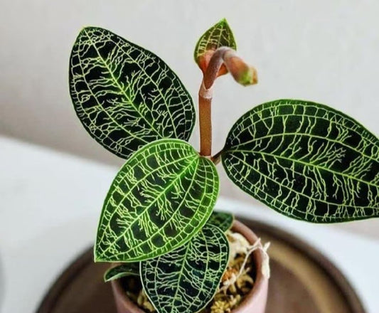 Jewel Orchid Macodes Petola - Rare Plant - Beautiful Plant - Cuttings