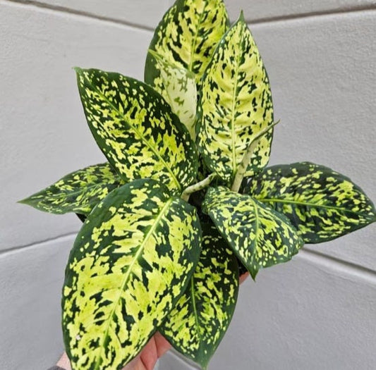 Dieffenbachia Reflector - Rare Plant - Beautiful Plant - Cuttings